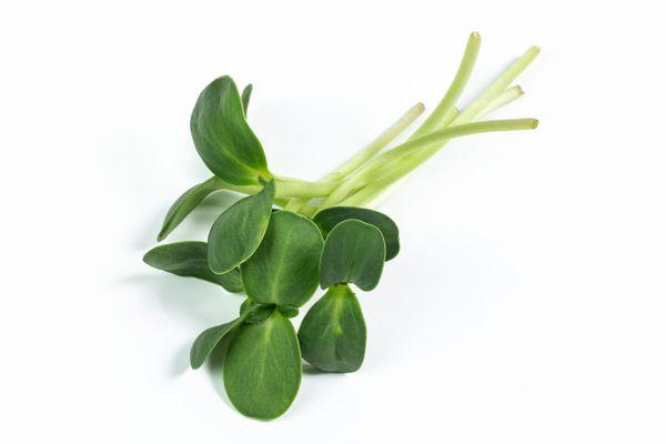 Piedmont Microgreens