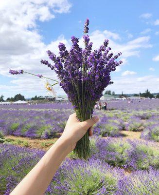 Oregon Lavender Farm