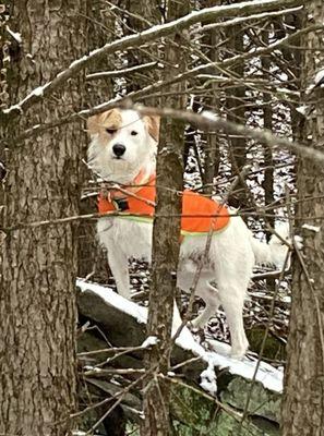 The Kindness Animal Hospital