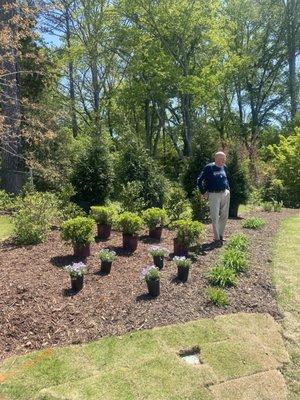 4 Green Giants - 5 azaleas and 5 phlox and and my neighbor