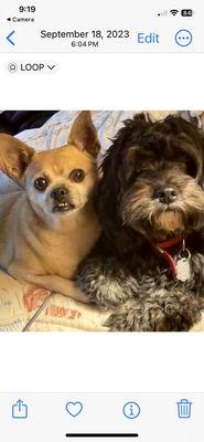 Mountain Park Animal Hospital