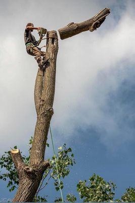 Broken Limb Tree Service