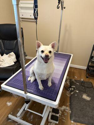 Fluff It Up Pet Grooming