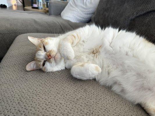 Oregon Veterinary Service Inc-Nicholas J Hogg DVM