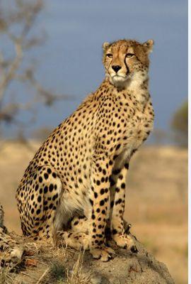 Cheetah Moving Transportation & Services