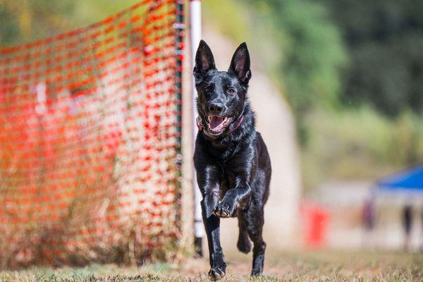 Tandem Canines Training Company