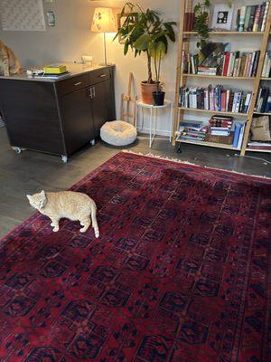 This photo shows how our team cleaned the carpet