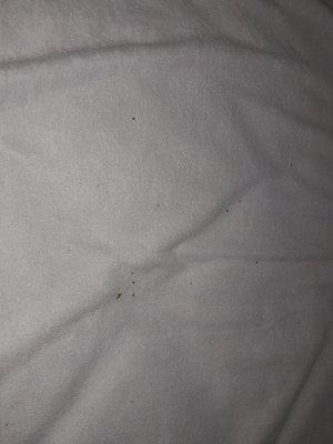 Bed bugs