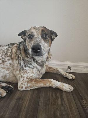 Guardian Veterinary Medical Center