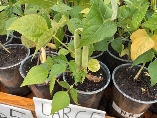 Joseph's Vegetable And Fruit Plants