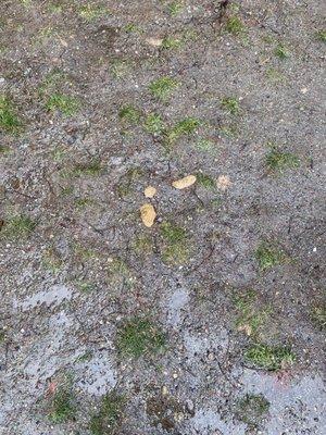 Poop, mud and a dirty area for dogs.