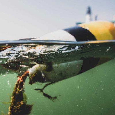 Lady Catherine Lobster