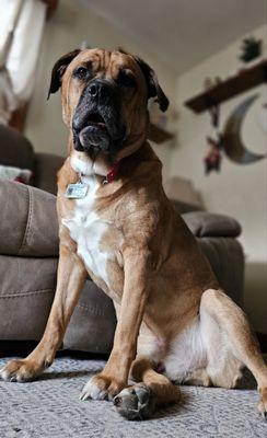 Dune my 125lbs Mastiff/Bulldog
