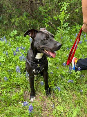 Austin Animal Center