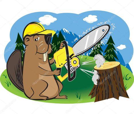 Beaver Stump Removal & Tree Service