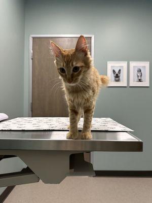Frisco Vet Care
