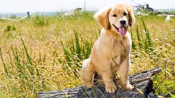 Minnesota Veterinary Associates of Albany
