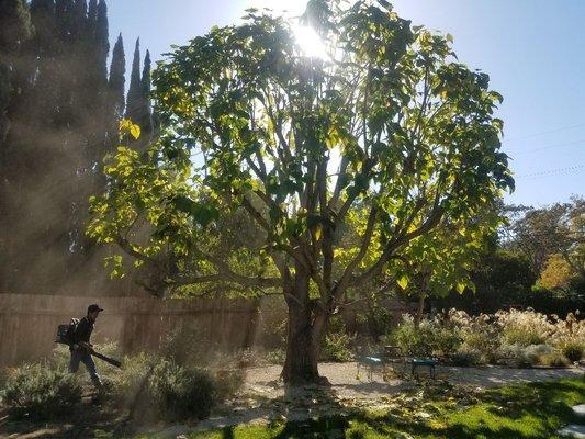 A Sandoval Tree Service