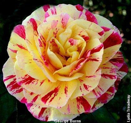 High Country Nursery