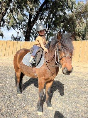 Dana Andersen Equestrian