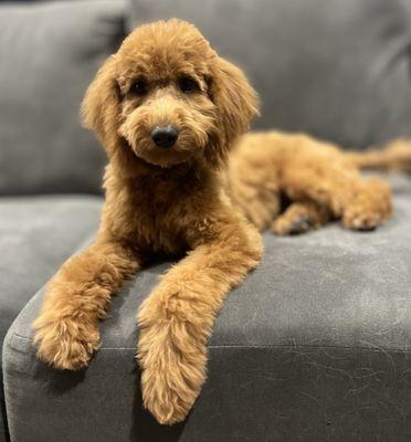 Golden Acres Puppies