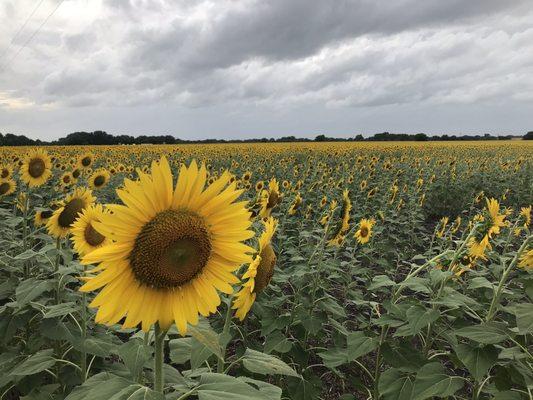 Waxahachie Creek Park