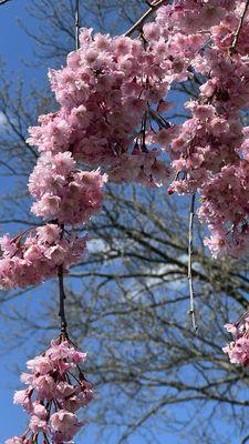 Pinelawn Memorial Park and Arboretum