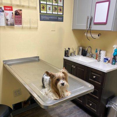 Light Street Animal Hospital