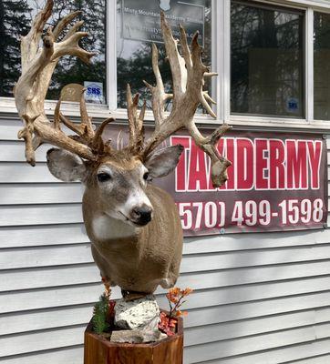 Misty Mountain Taxidermy Studios