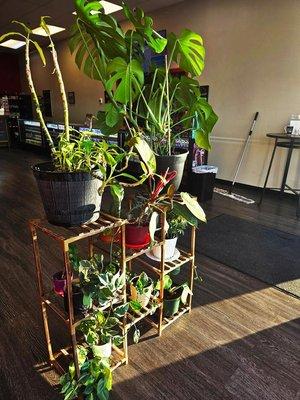 Interior - Some nice plants