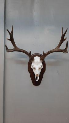 West Coast Taxidermy Studio