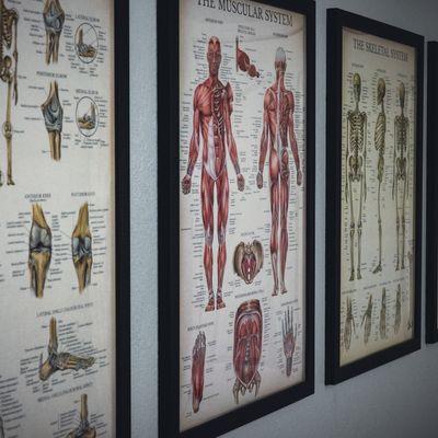 Anatomy wall art at Nexus