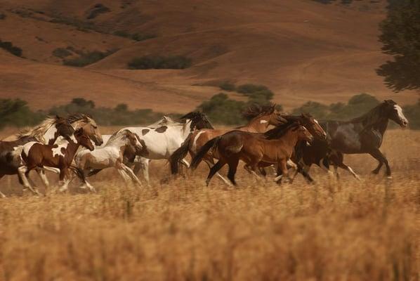 Return To Freedom American Wild Horse Sanctuary