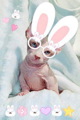 S D Couture Sphynx Cattery