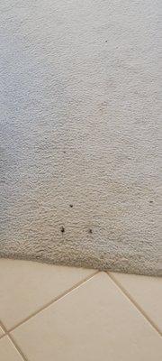 Two Men and a Truck West Phoenix