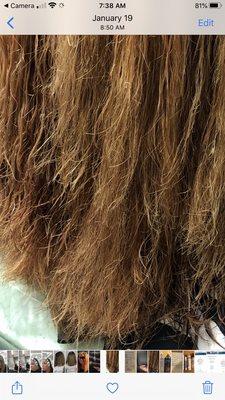 Close up of fried hair after Kim trimmed hair. She knew she ruined my hair and sent me out like this.