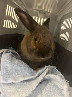 All Creatures Family Pet Hospital