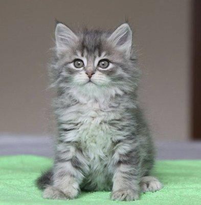 Siberian Cats!