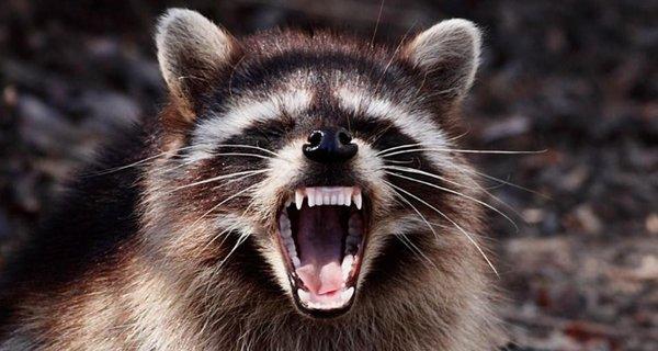 Absolute Critter Extraction