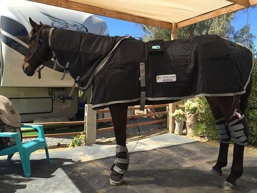 Debra's Equine Massage