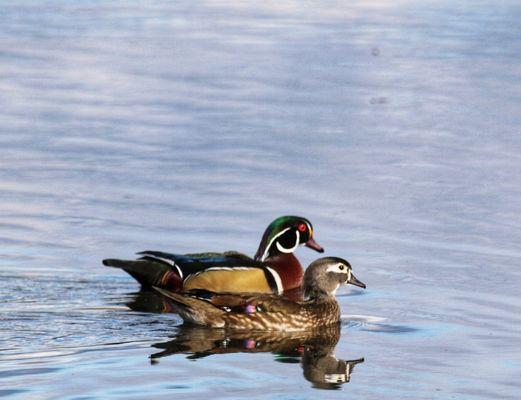 Mr and Mrs Wood Duck