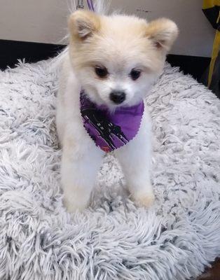 Small Tails Mobile Grooming