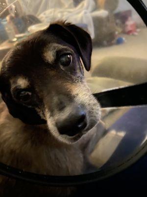 Vought Veterinary Services