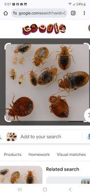 Bed Bug life cycles