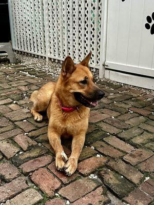 Gorgeous dog being cared for by Fur Nation until she finds her forever home.