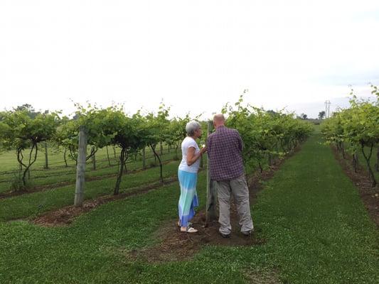 You can walk in the vineyard.