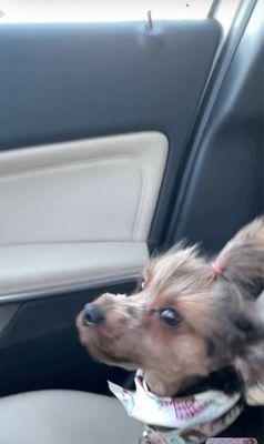 Apple Crest Dog Grooming