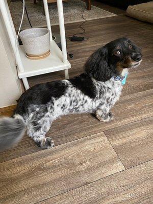 Frank is happy with his new haircut