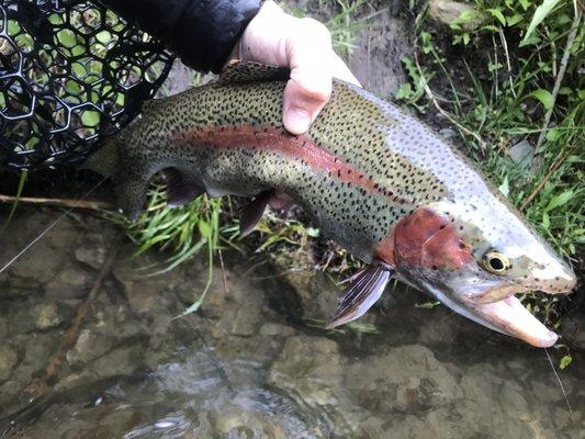 Drake’s Fly Fishing Guide Service