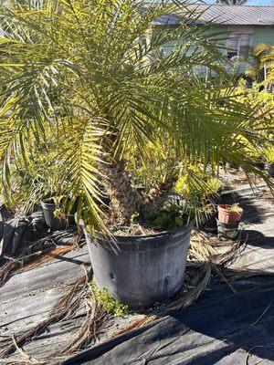 Powell Nursery & Landscaping